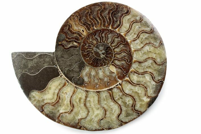 Cut & Polished Ammonite Fossil (Half) - Madagascar #362383